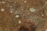 Fossil Orthoceras & Goniatite Round Plate - Stoneware #140060-1
